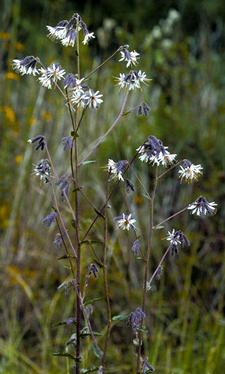 {Nabalus barbatus}